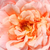 Roza - Nostalgična vrtnica - Paul Bocuse